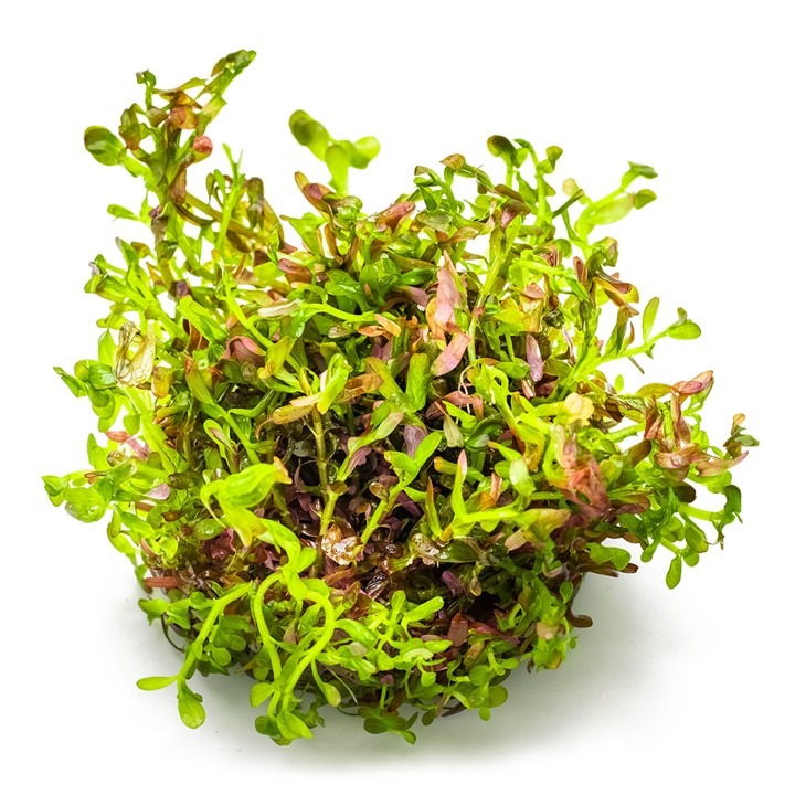 1-2-Grow! Tropica Rotala rotundifolia 'Blood red' Tissue Culture Aquatic Plant 