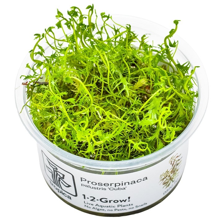 1-2-Grow! Tropica Proserpinaca palustris Tissue Culture Aquatic Plant
