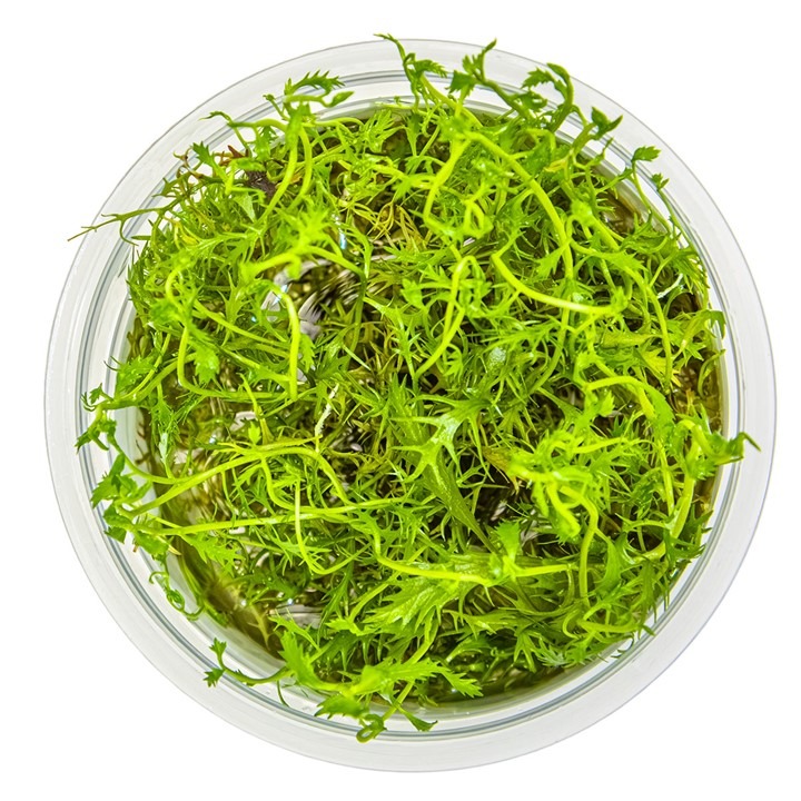 1-2-Grow! Tropica Proserpinaca palustris Tissue Culture Aquatic Plant