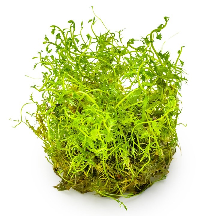 1-2-Grow! Tropica Proserpinaca palustris Tissue Culture Aquatic Plant