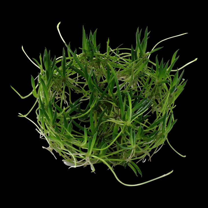 1-2-Grow! Tropica Littorella uniflora Tissue Culture Aquatic Plant 