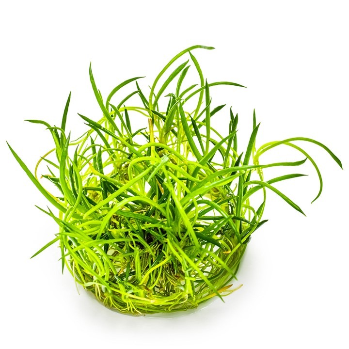 1-2-Grow! Tropica Littorella uniflora Tissue Culture Aquatic Plant 