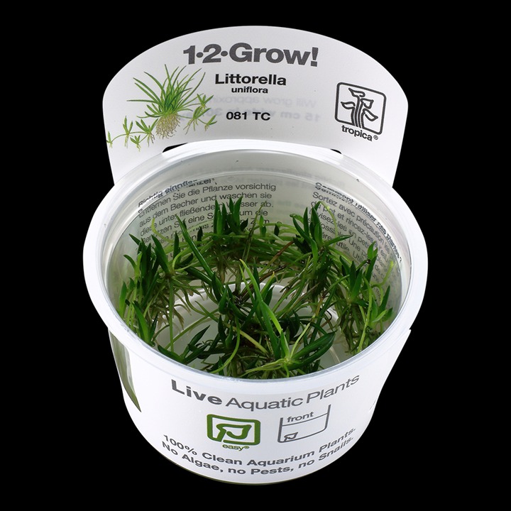 1-2-Grow! Tropica Littorella uniflora Tissue Culture Aquatic Plant 