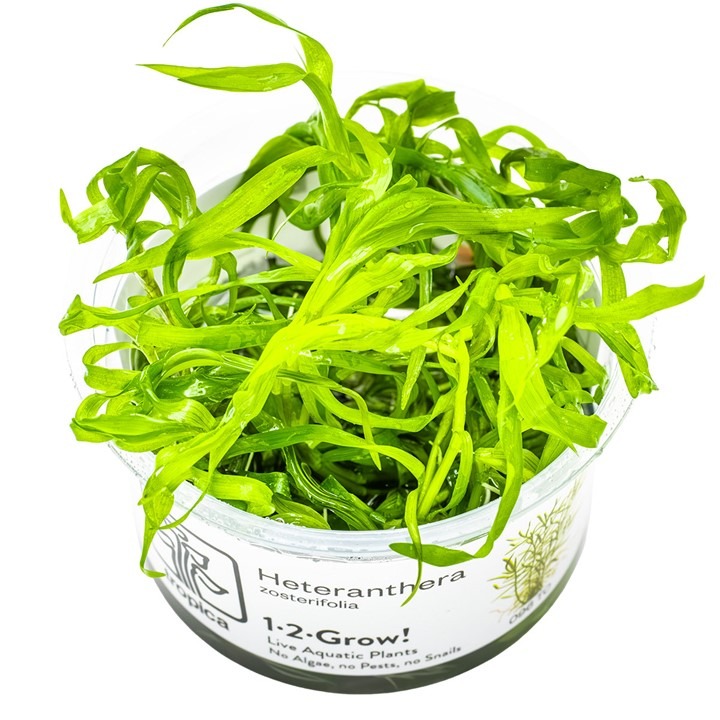 1-2-Grow! Tropica Heteranthera zosterifolia Tissue Culture Aquatic Plant 