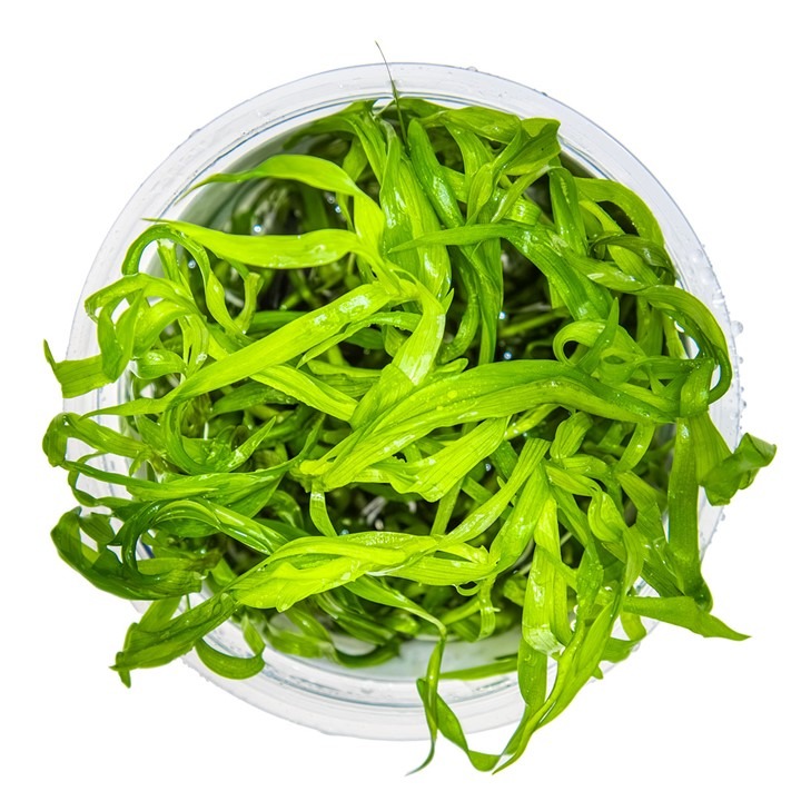 1-2-Grow! Tropica Heteranthera zosterifolia Tissue Culture Aquatic Plant 