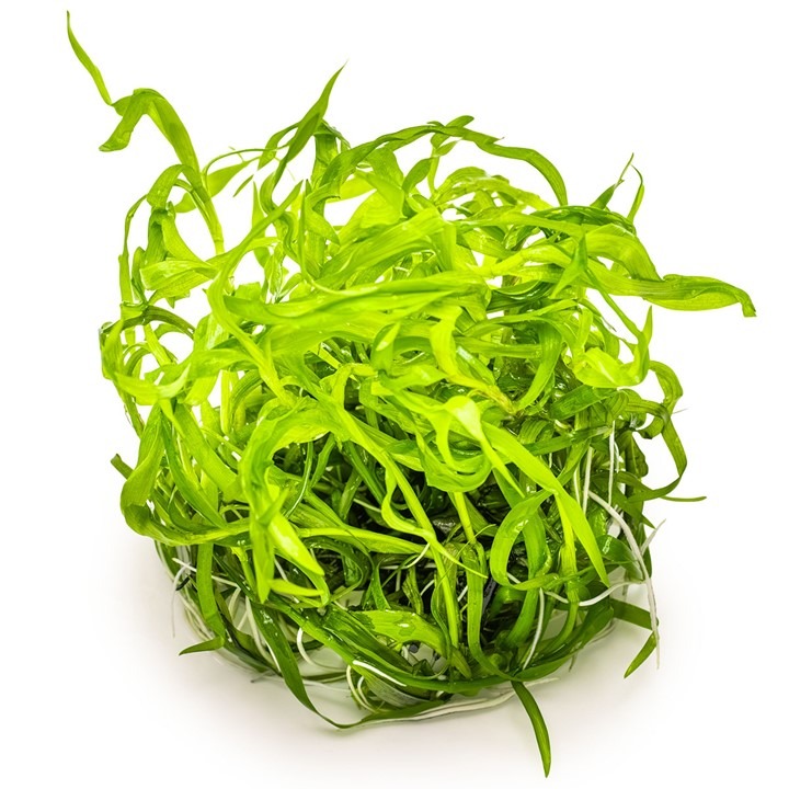 1-2-Grow! Tropica Heteranthera zosterifolia Tissue Culture Aquatic Plant 