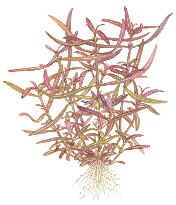 1-2-Grow! Tropica Hygrophila lancea 'Araguaia' Tissue Culture Aquatic Plant 