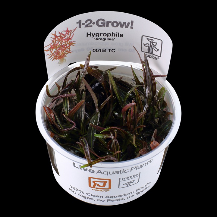 1-2-Grow! Tropica Hygrophila lancea 'Araguaia' Tissue Culture Aquatic Plant 