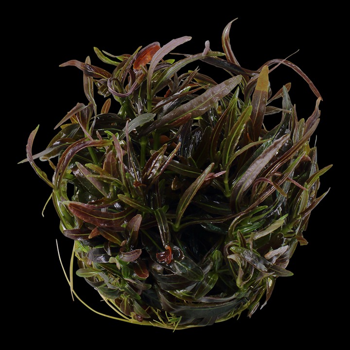 1-2-Grow! Tropica Hygrophila lancea 'Araguaia' Tissue Culture Aquatic Plant 