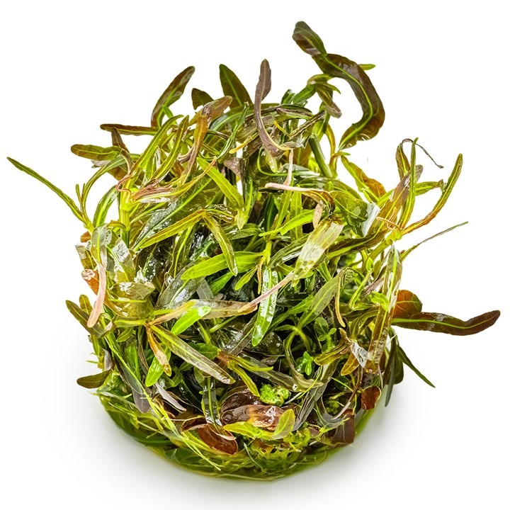 1-2-Grow! Tropica Hygrophila lancea 'Araguaia' Tissue Culture Aquatic Plant 