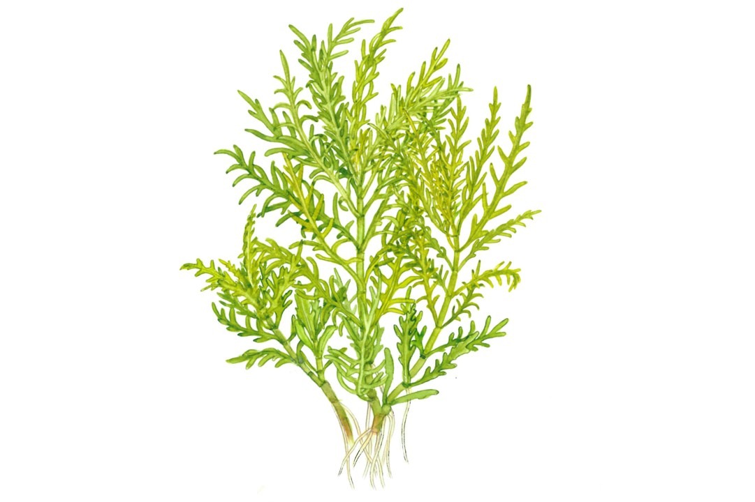  1-2-Grow! Tropica Hygrophila odora Tissue Culture Aquatic Plant 