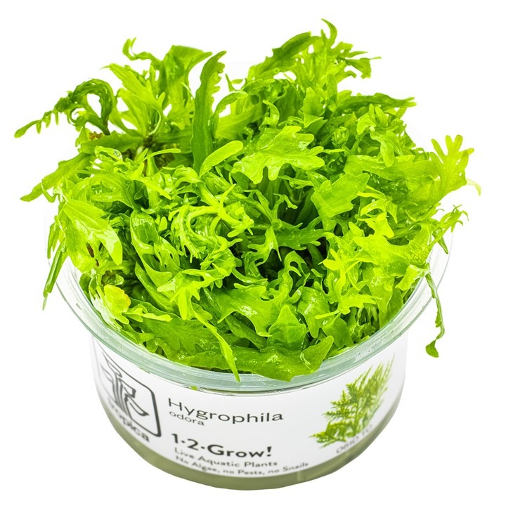  1-2-Grow! Tropica Hygrophila odora Tissue Culture Aquatic Plant 