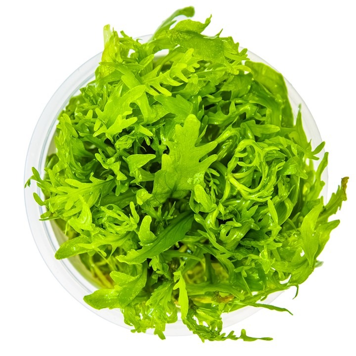  1-2-Grow! Tropica Hygrophila odora Tissue Culture Aquatic Plant 