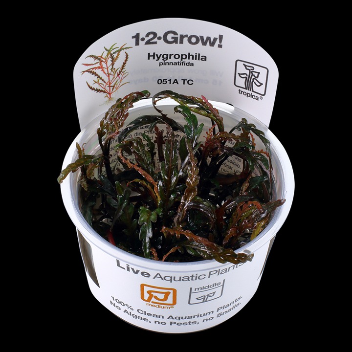 1-2-Grow! Tropica Hygrophila pinnatifida Tissue Culture Aquatic Plant 