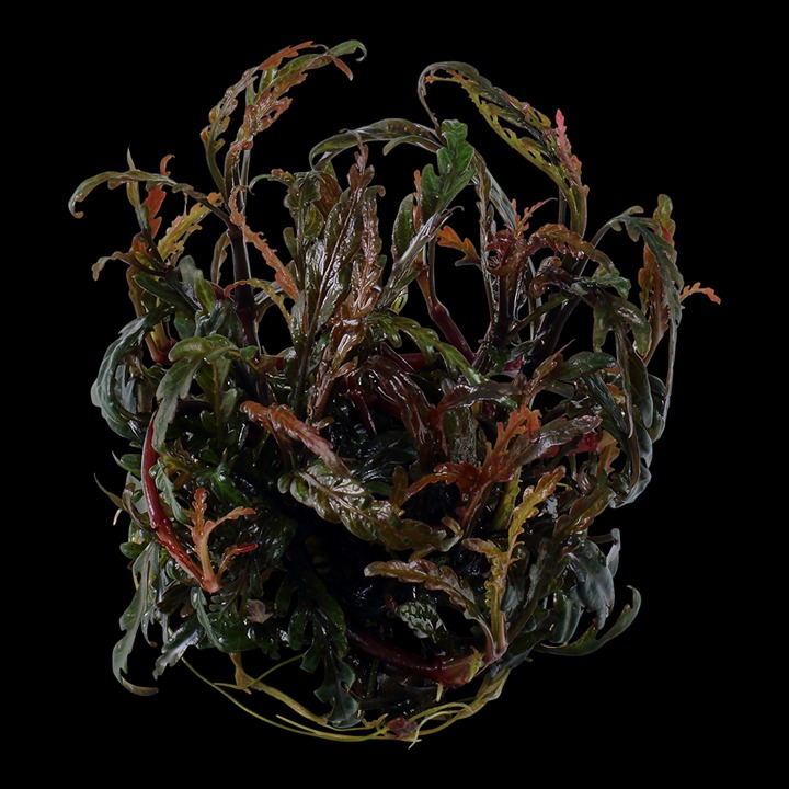 1-2-Grow! Tropica Hygrophila pinnatifida Tissue Culture Aquatic Plant 