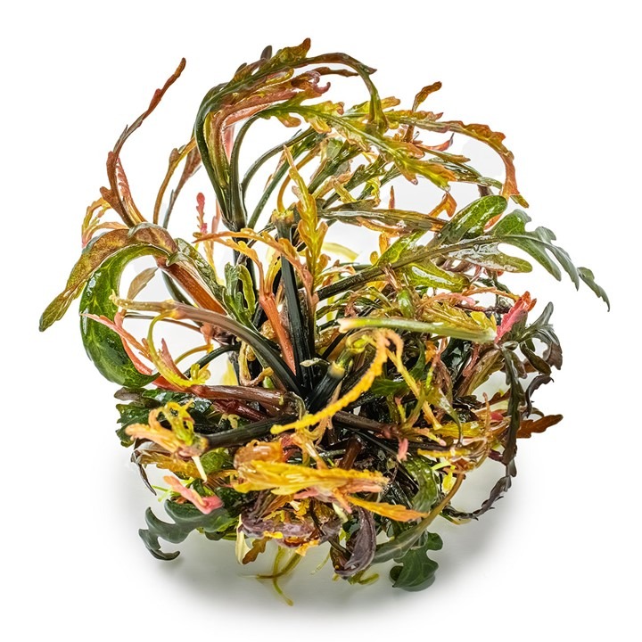 1-2-Grow! Tropica Hygrophila pinnatifida Tissue Culture Aquatic Plant 