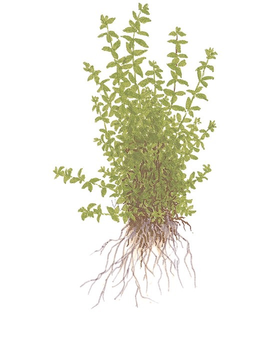 1-2-Grow! Tropica Hemianthus micranthemoides Tissue Culture Aquatic Plant 