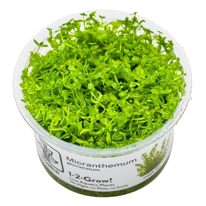 1-2-Grow! Tropica Hemianthus micranthemoides Tissue Culture Aquatic Plant 