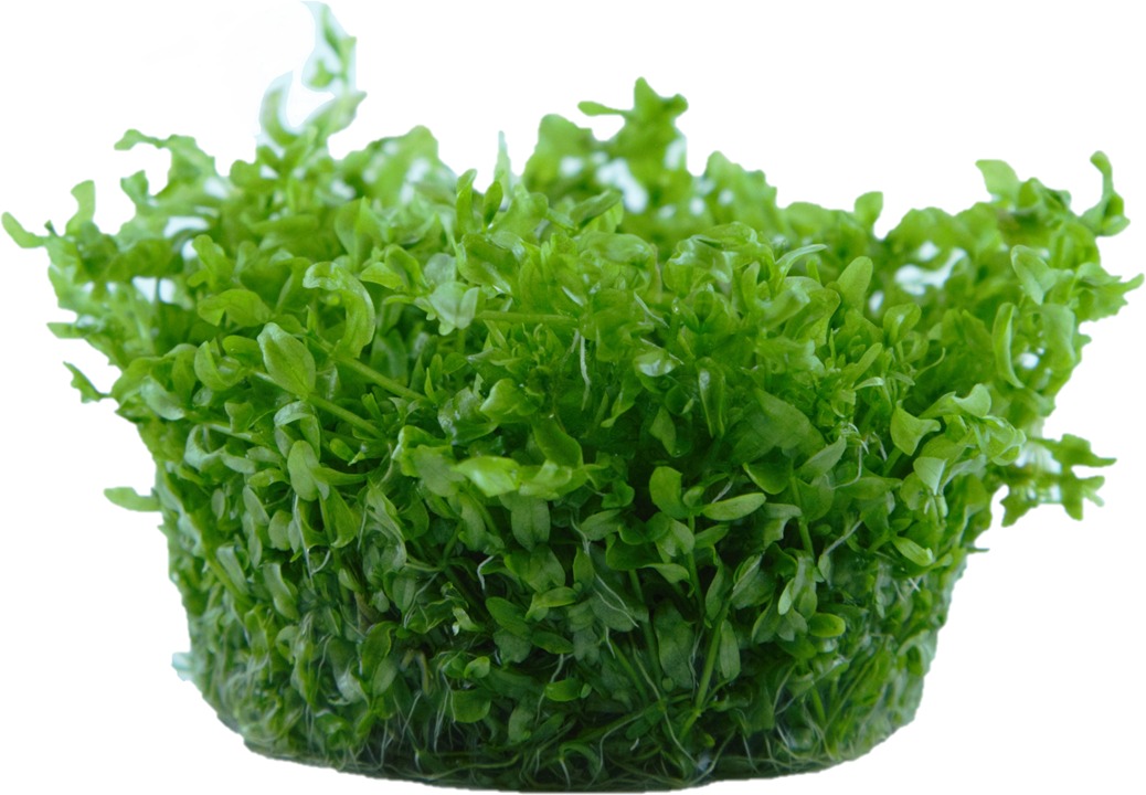 1-2-Grow! Tropica Hemianthus micranthemoides Tissue Culture Aquatic Plant 
