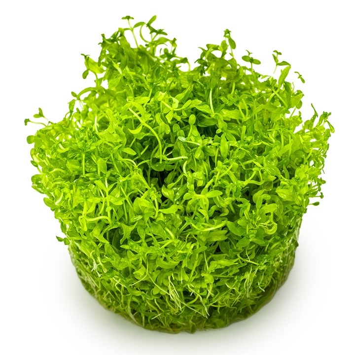 1-2-Grow! Tropica Hemianthus micranthemoides Tissue Culture Aquatic Plant 