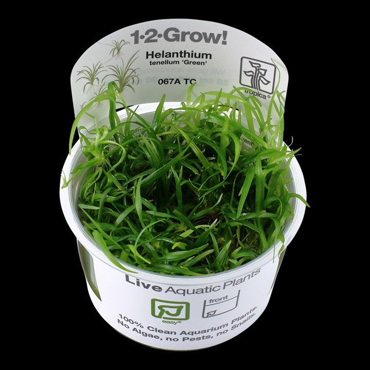  1-2-Grow! Tropica Helanthium tenellum 'Green' Tissue Culture Aquatic Plant 