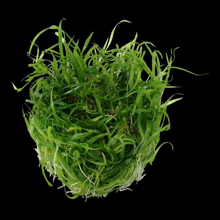  1-2-Grow! Tropica Helanthium tenellum 'Green' Tissue Culture Aquatic Plant 