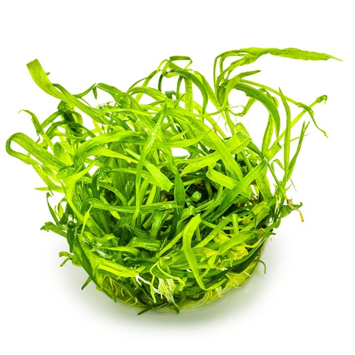  1-2-Grow! Tropica Helanthium tenellum 'Green' Tissue Culture Aquatic Plant 