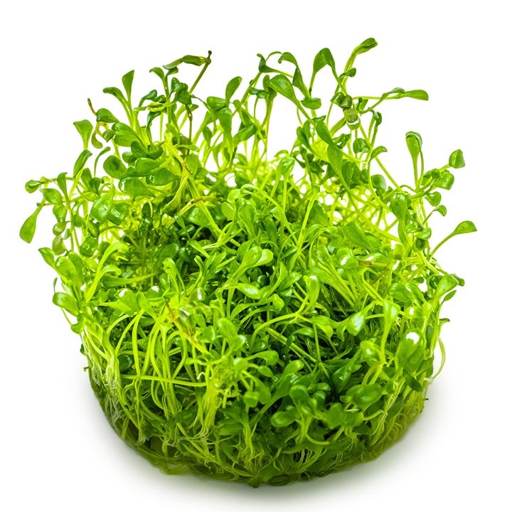 1-2-Grow! Tropica Glossostigma elatinoides Tissue Culture Aquatic Plant 