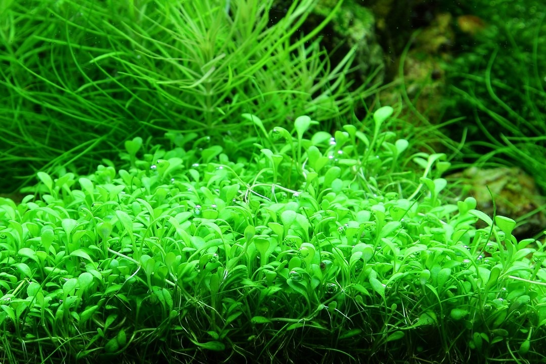 1-2-Grow! Tropica Glossostigma elatinoides Tissue Culture Aquatic Plant 