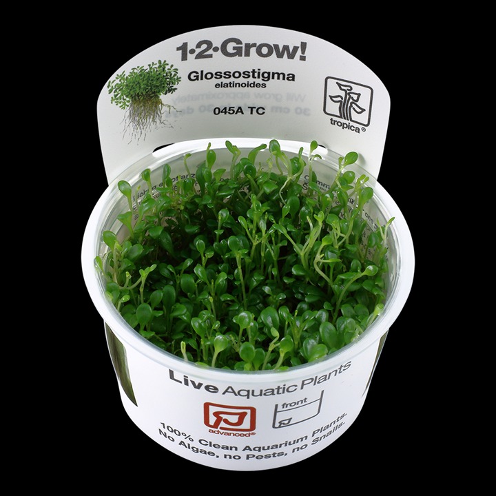 1-2-Grow! Tropica Glossostigma elatinoides Tissue Culture Aquatic Plant 
