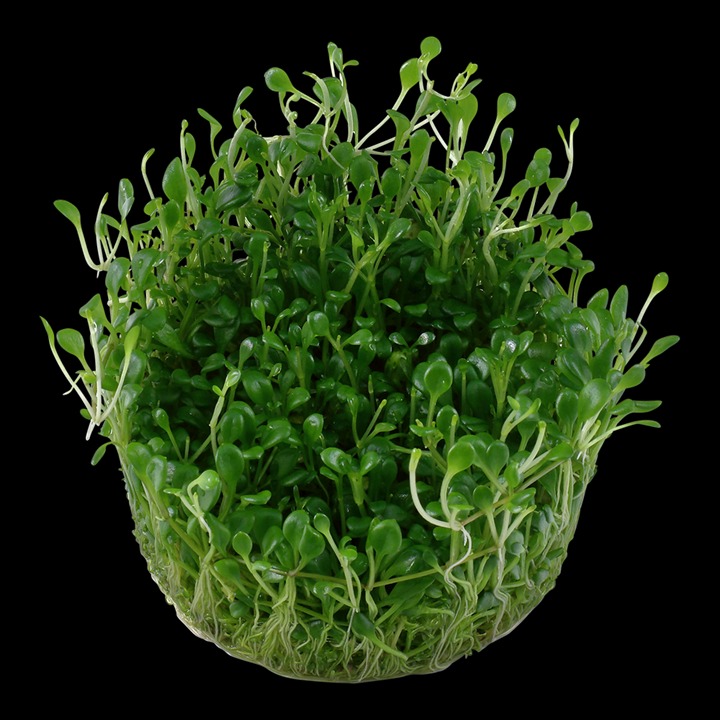 1-2-Grow! Tropica Glossostigma elatinoides Tissue Culture Aquatic Plant 