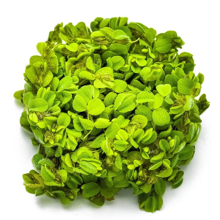  1-2-Grow! Tropica Salvinia minima Tissue Culture Aquatic Plant $13.99 
