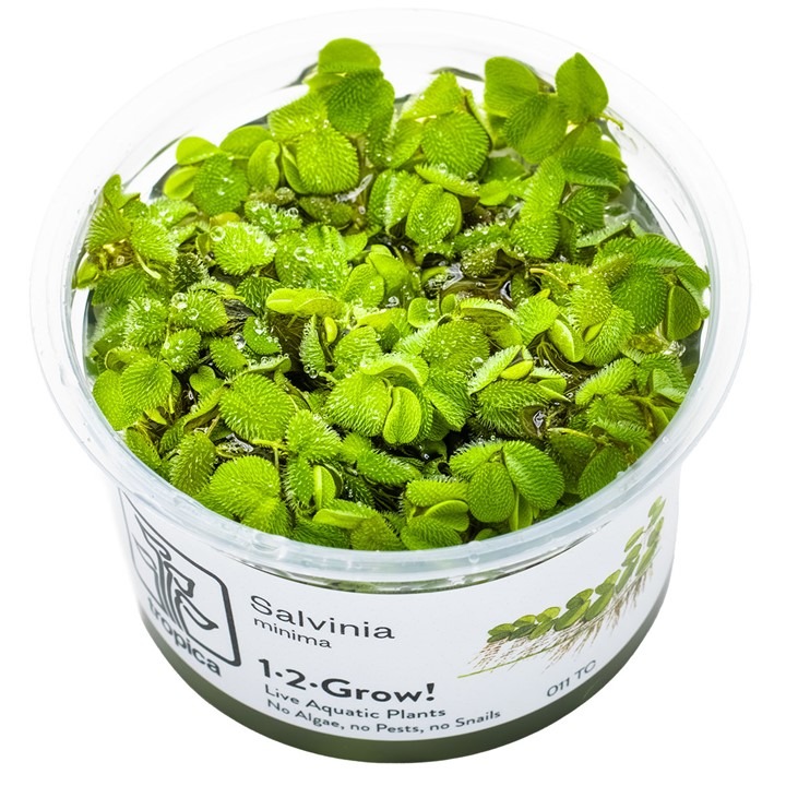  1-2-Grow! Tropica Salvinia minima Tissue Culture Aquatic Plant $13.99 