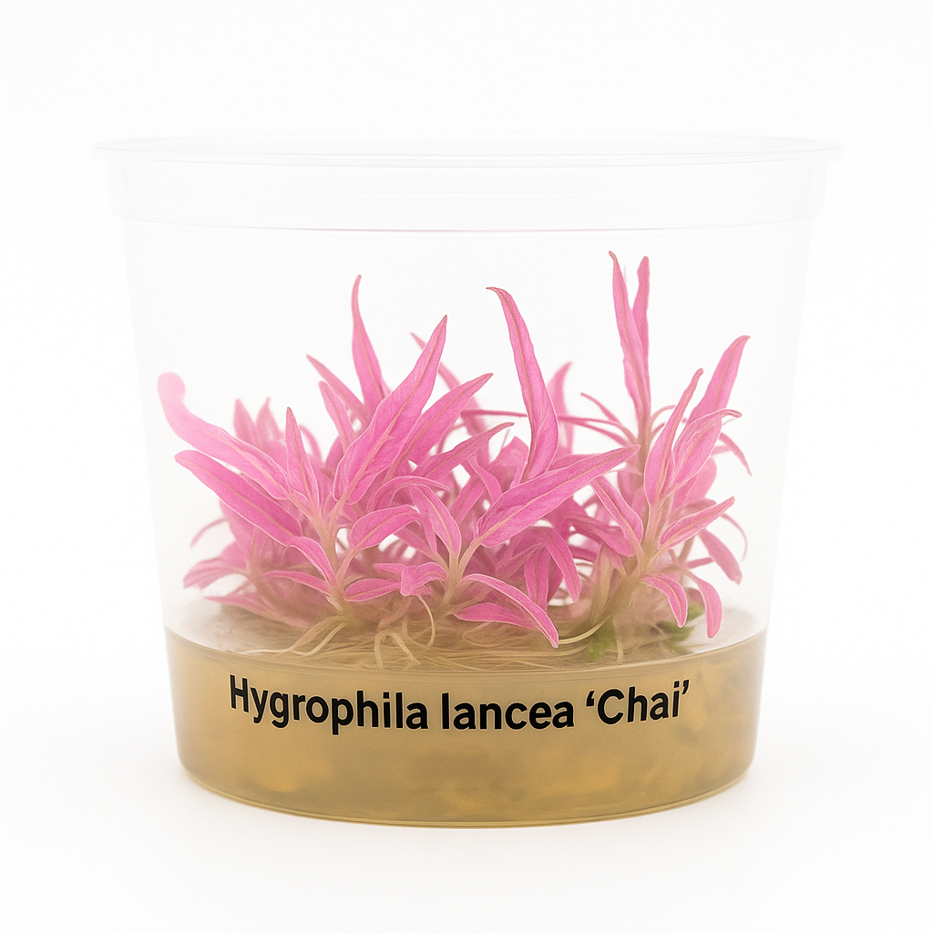  APC Hygrophila lancea ‘Araguaia Chai’ Tissue Culture Aquatic Plant - Rare