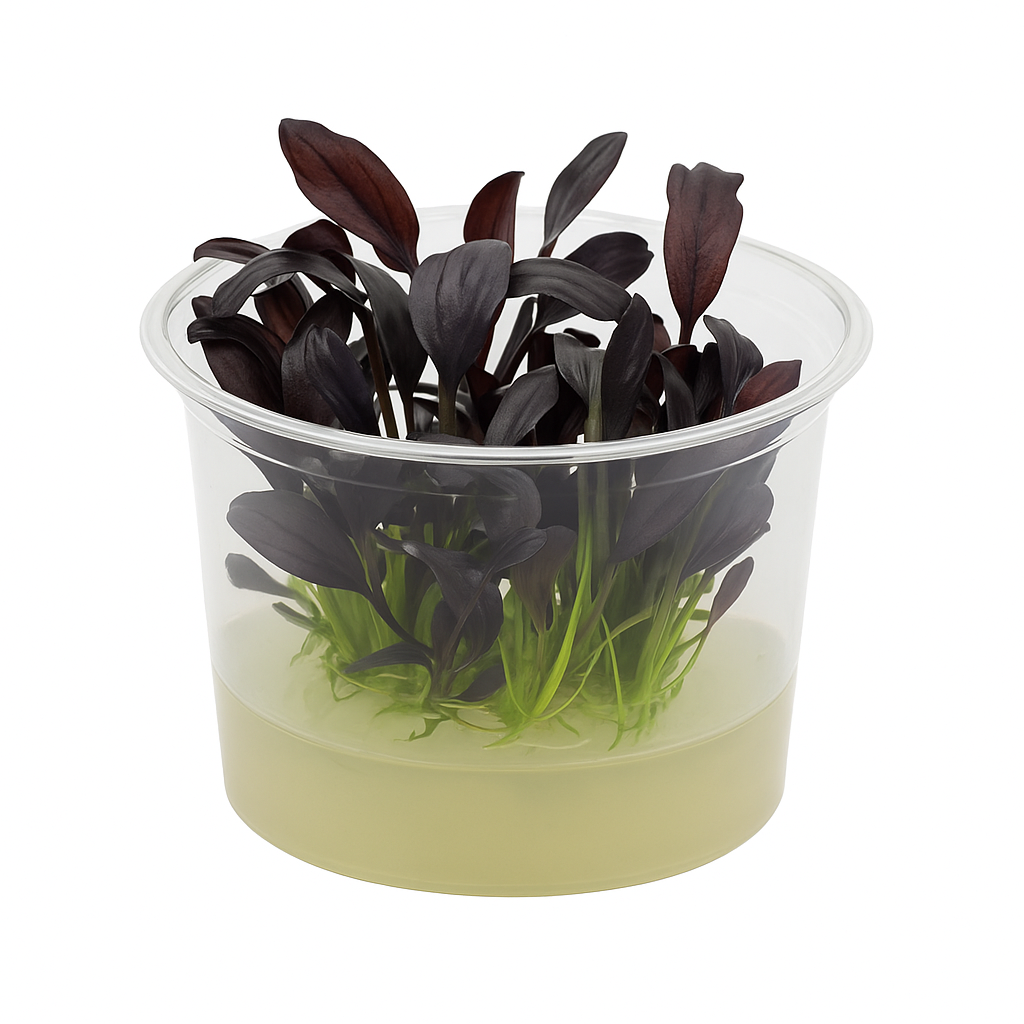 APC Echinodorus 'AFlame' (Purple) Tissue Culture - Rare