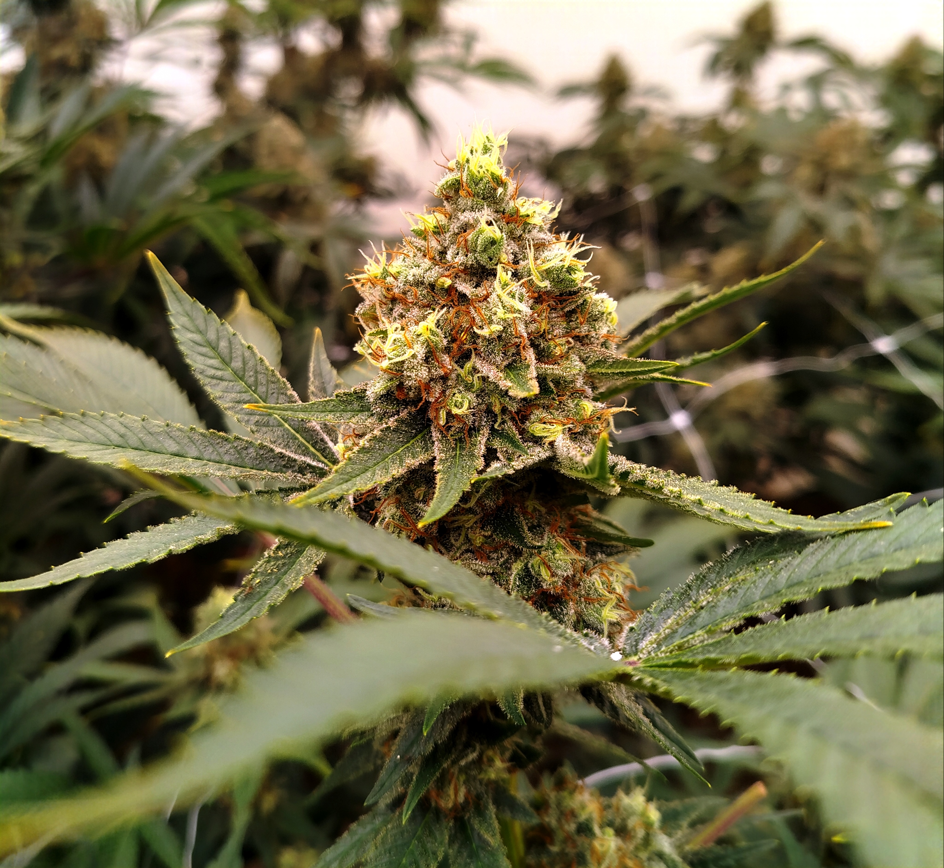 Mangolomania – Fleur indoor