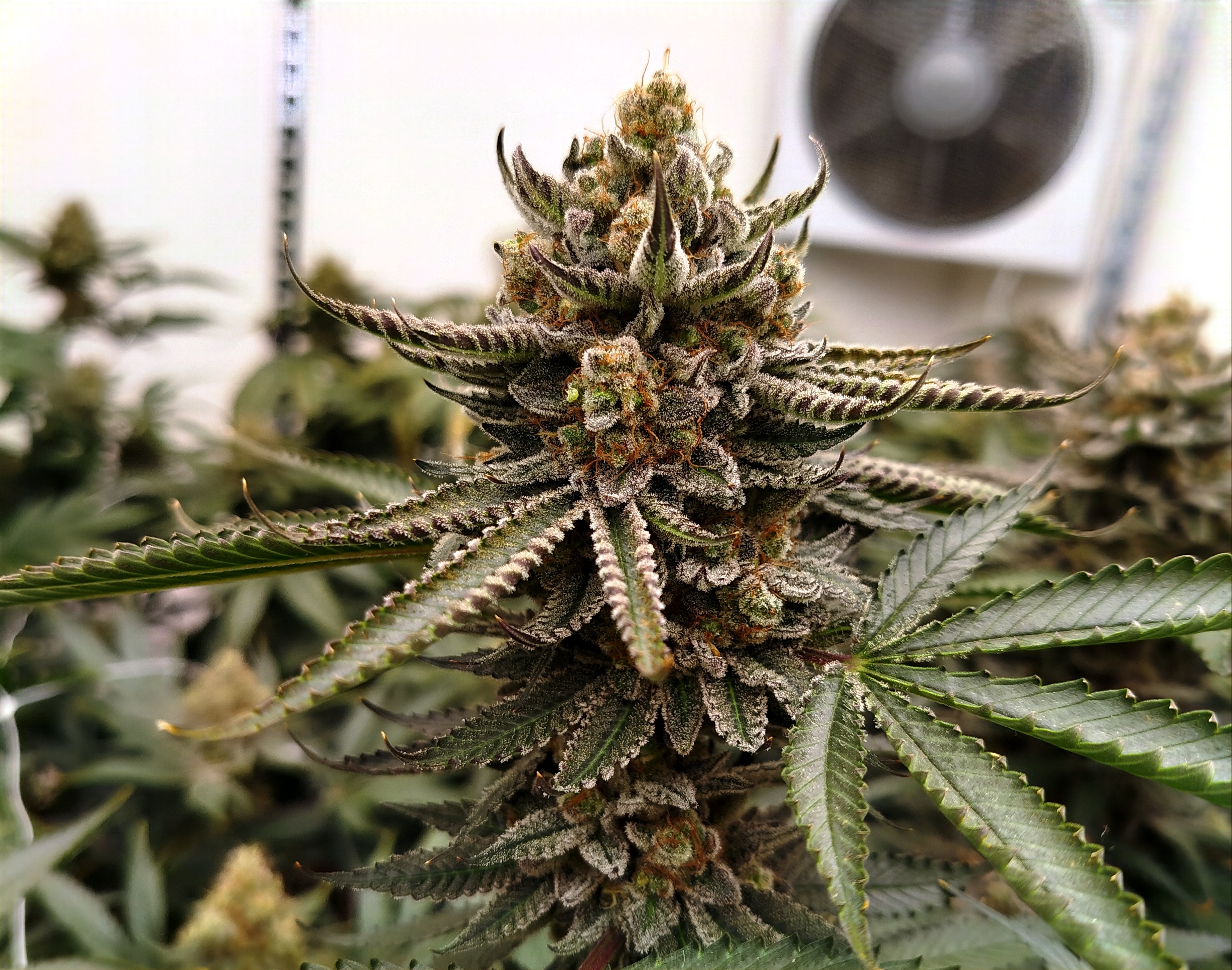 Shiva's Nectar – Fleur indoor