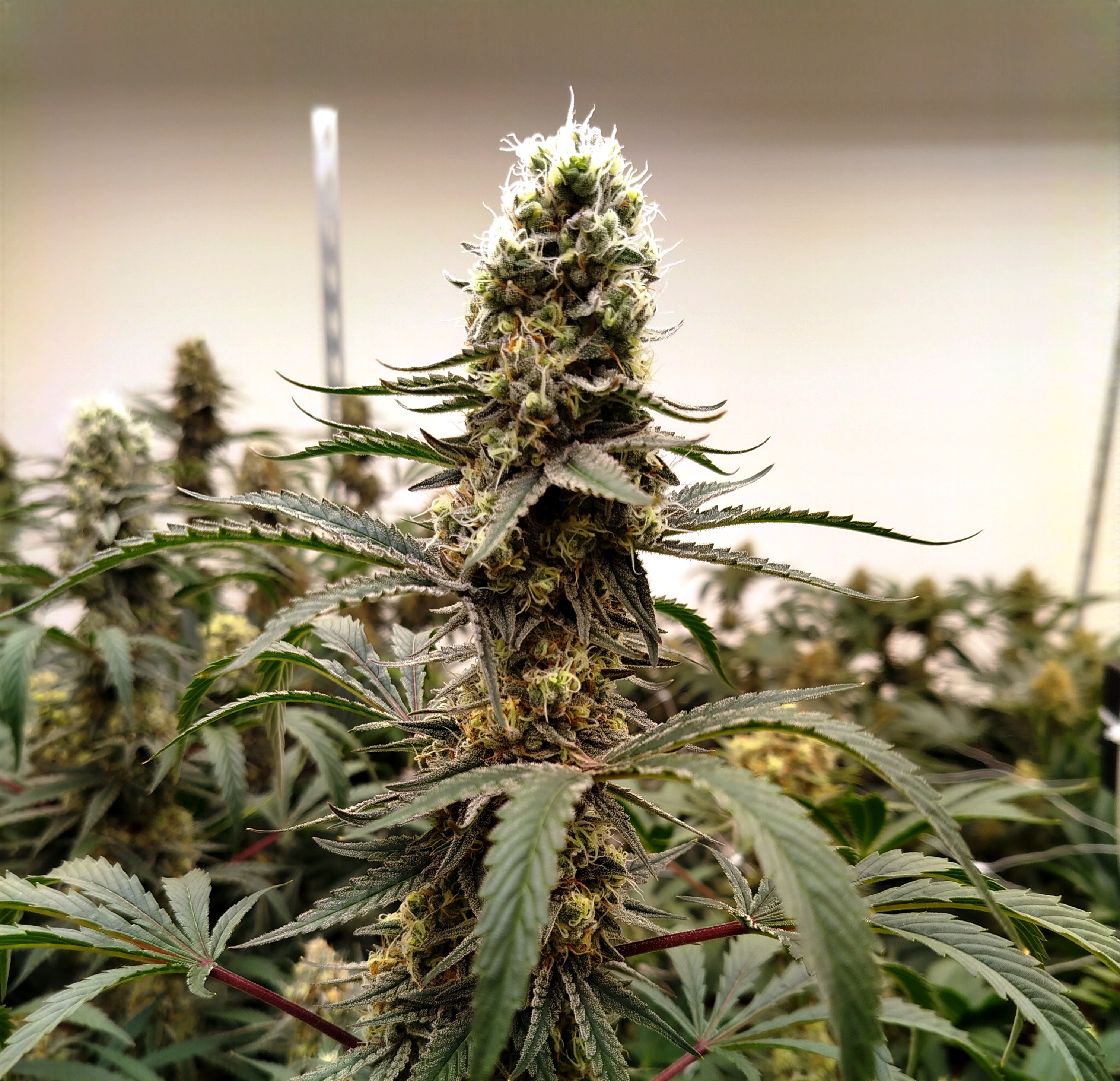 Skunk Jam – Fleur indoor