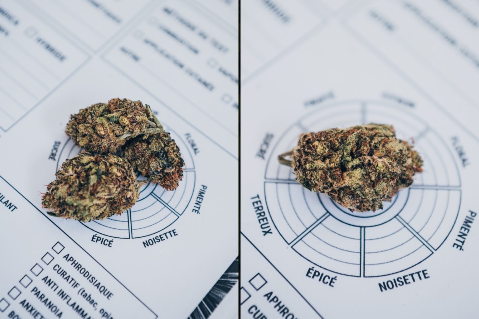 G2 Kush – Fleurs indoor