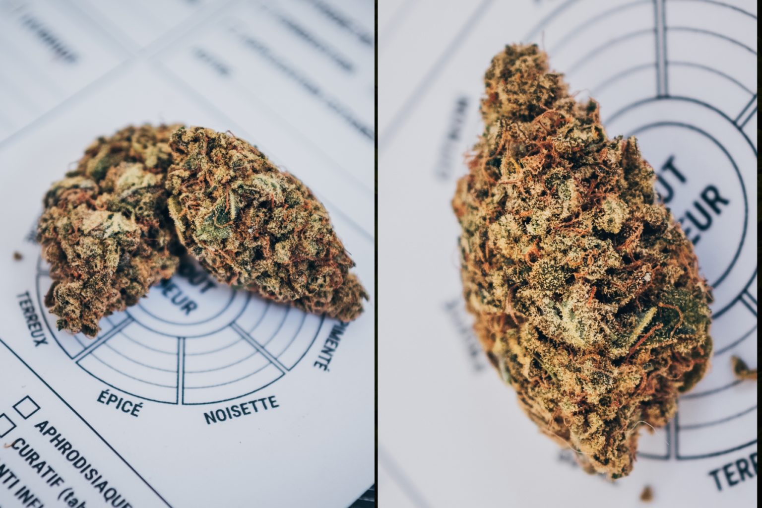 Zombie Flow – Fleur indoor