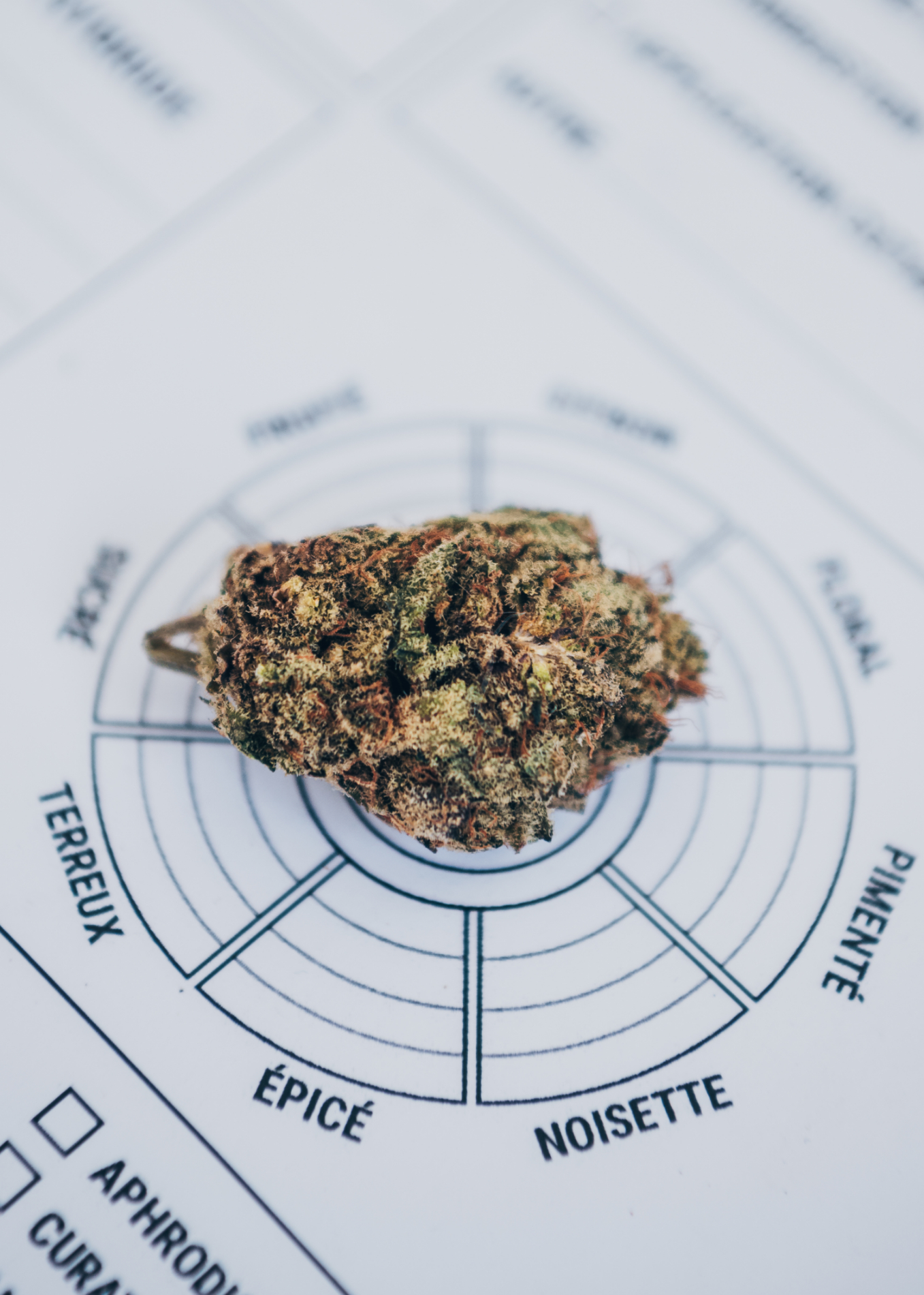 G2 Kush – Fleurs indoor