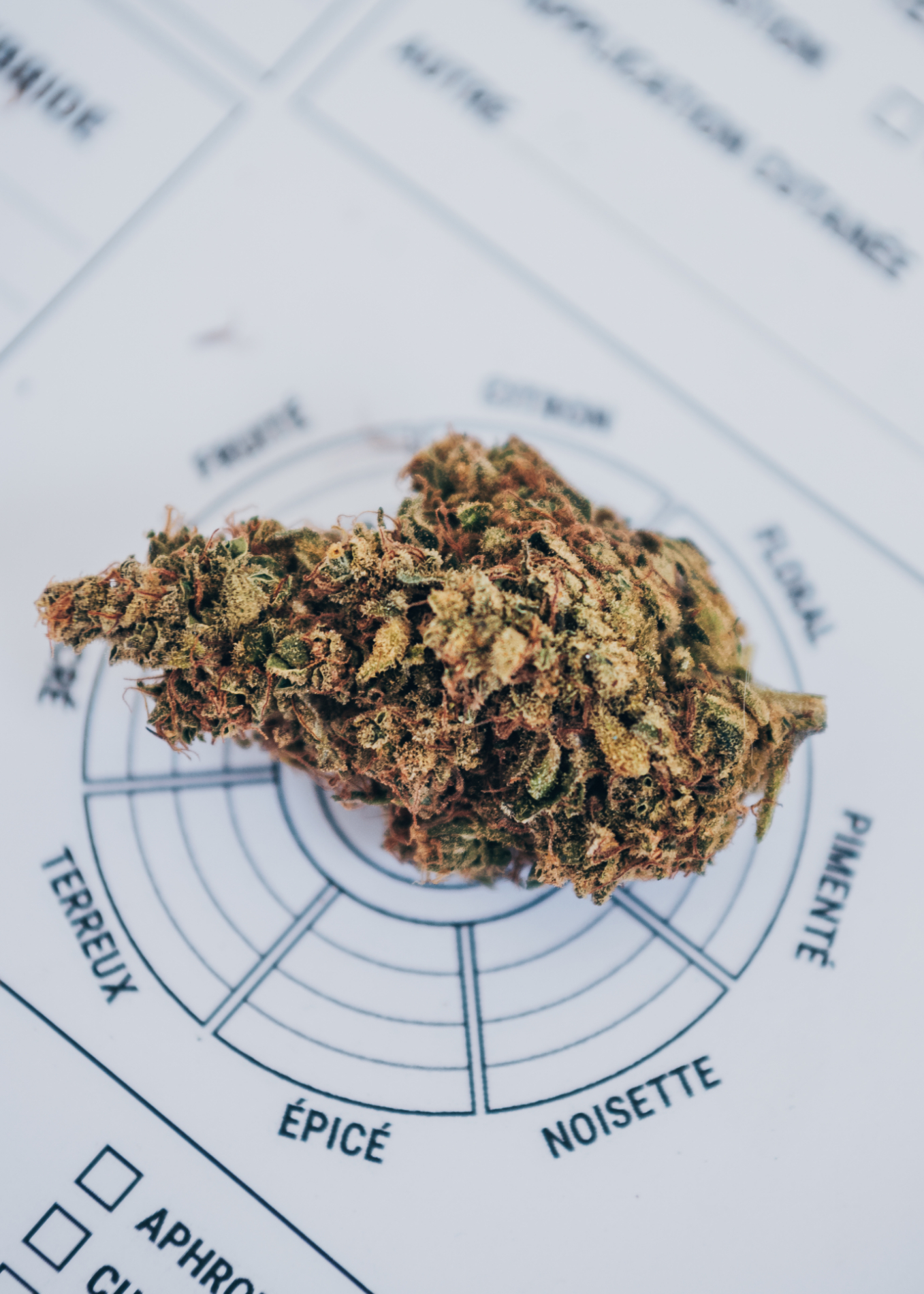 Zesti Tropic – Fleur indoor