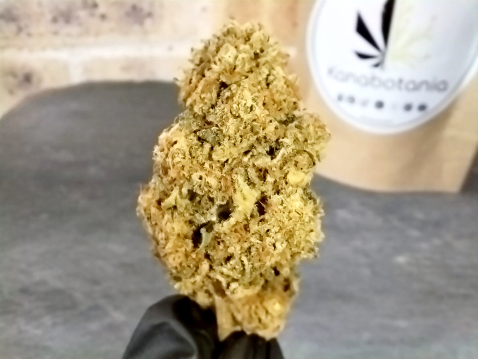 Mangolomania – Fleur indoor