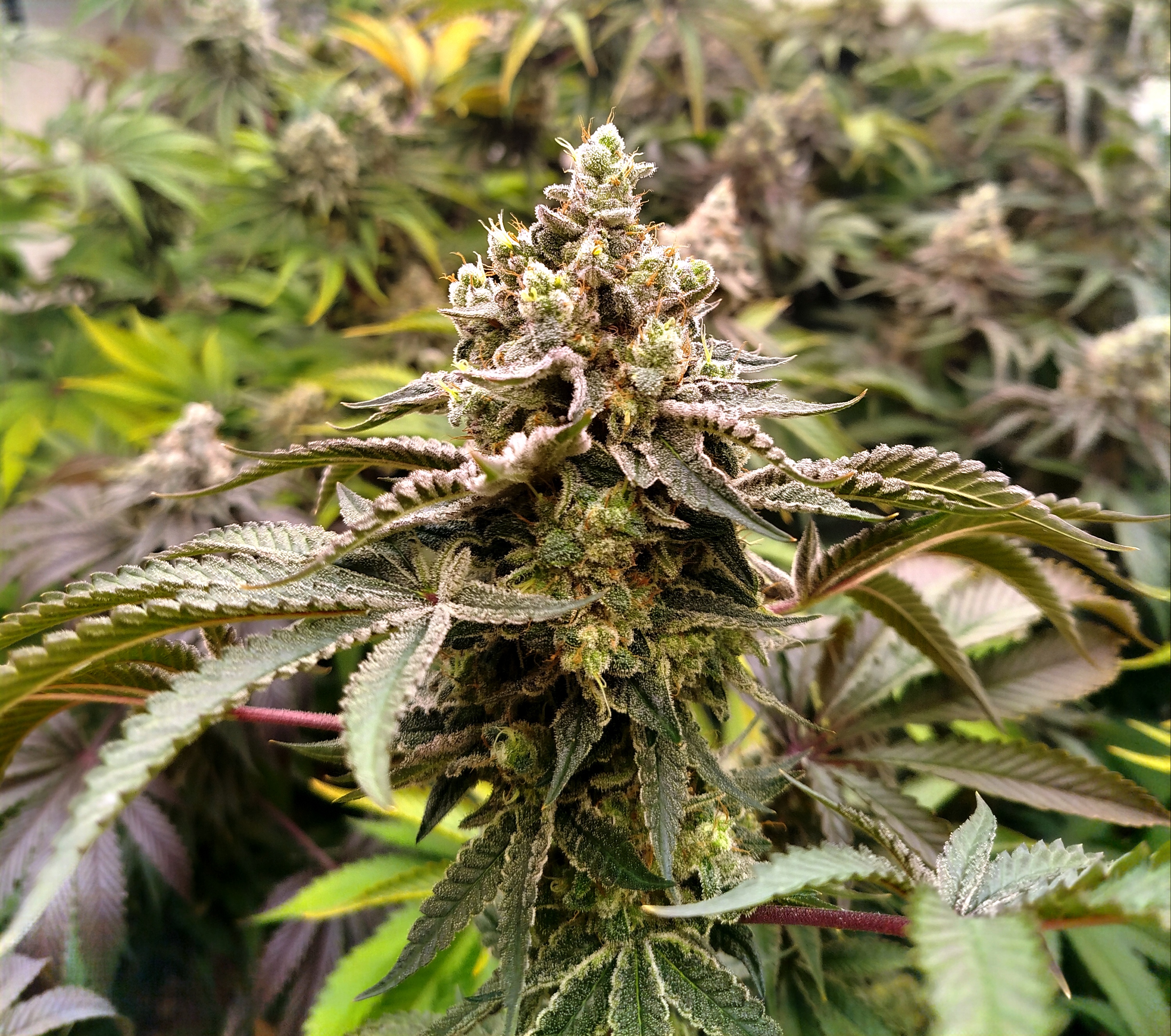 Zombie Flow – Fleur indoor