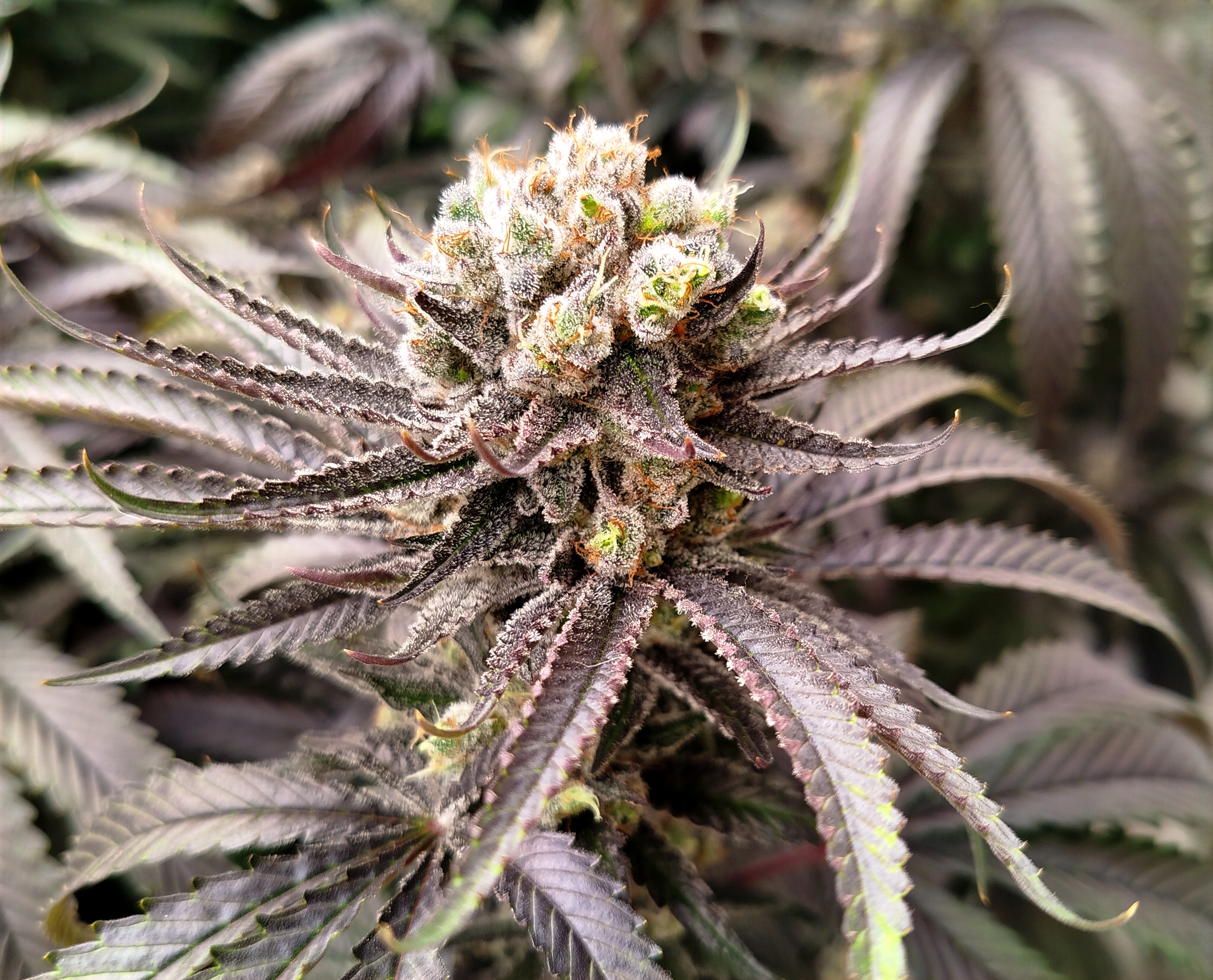 G2 Kush – Fleurs indoor