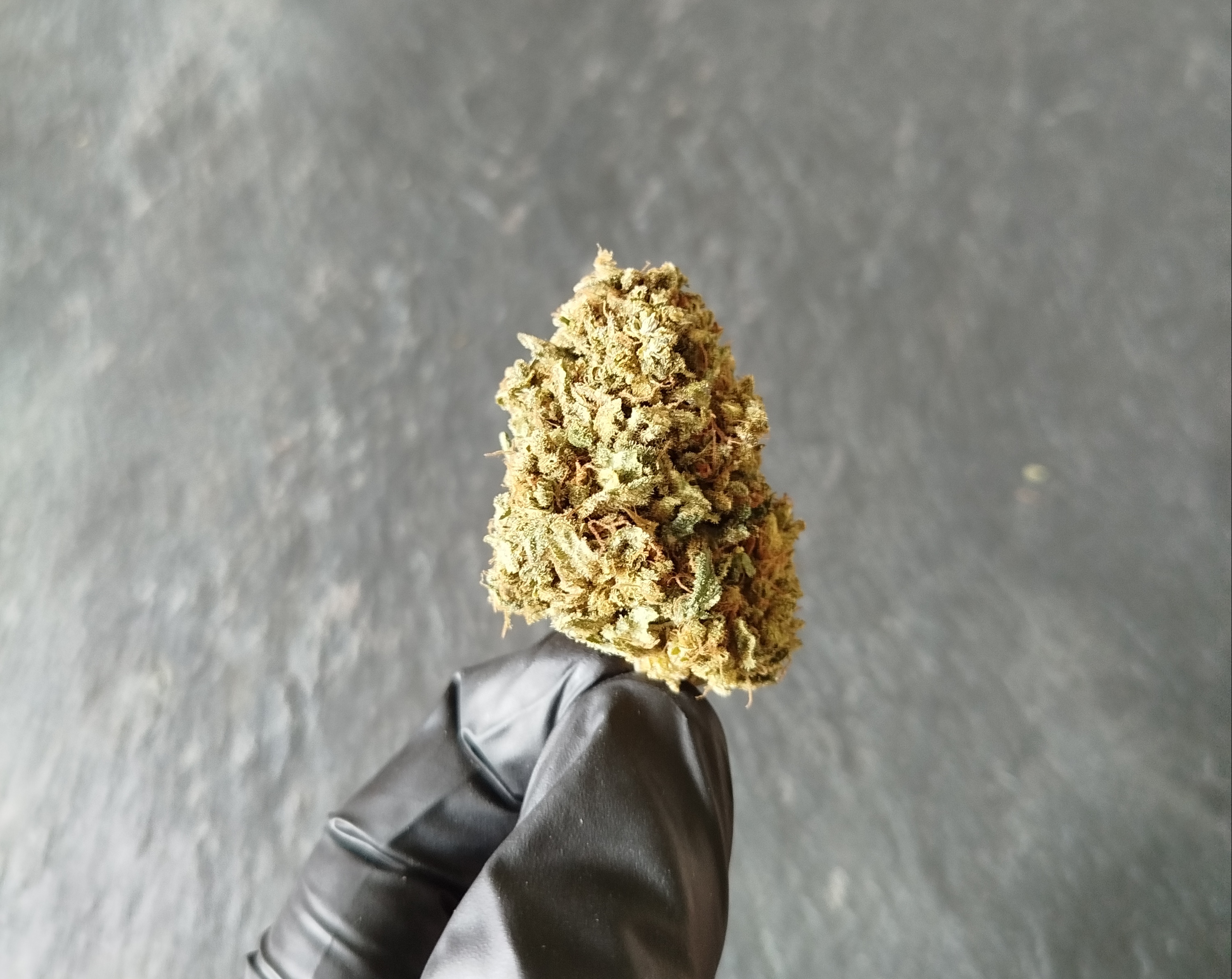 Shiva's Nectar – Fleur indoor