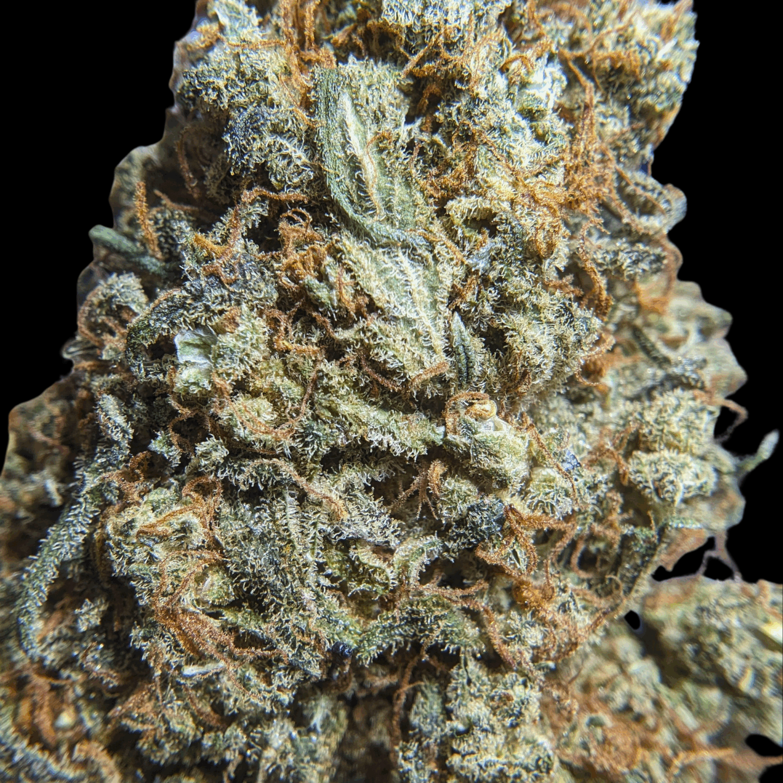 Skunk Jam – Fleur indoor