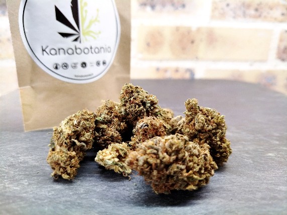 Shiva's Nectar – Fleur indoor