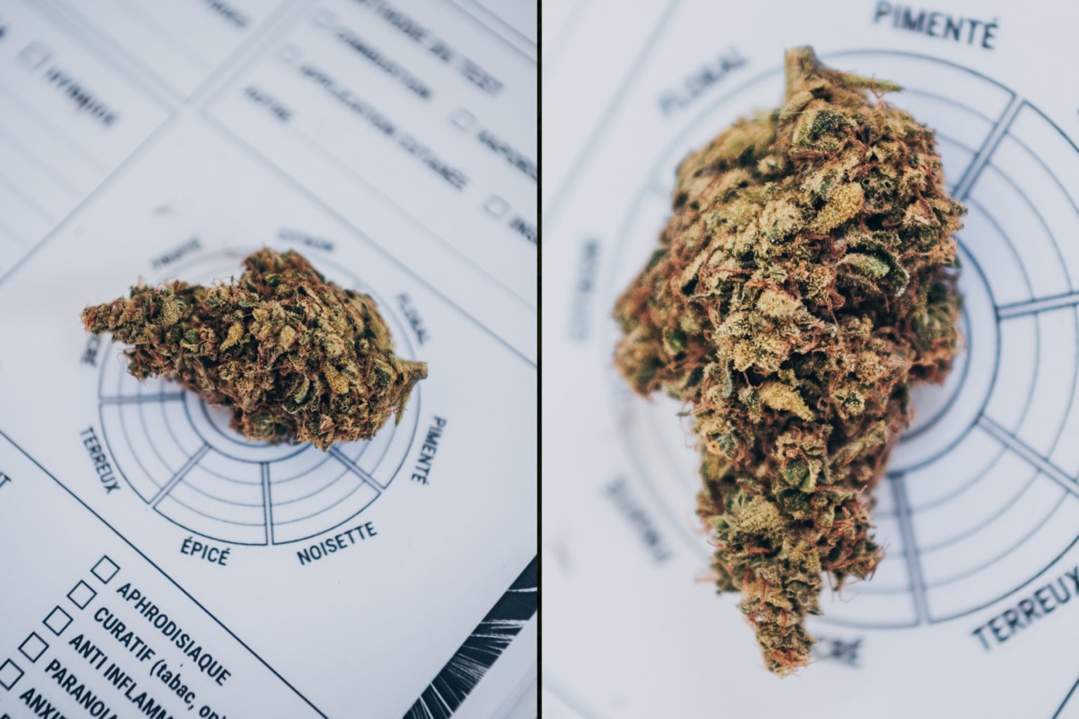 Zesti Tropic – Fleur indoor