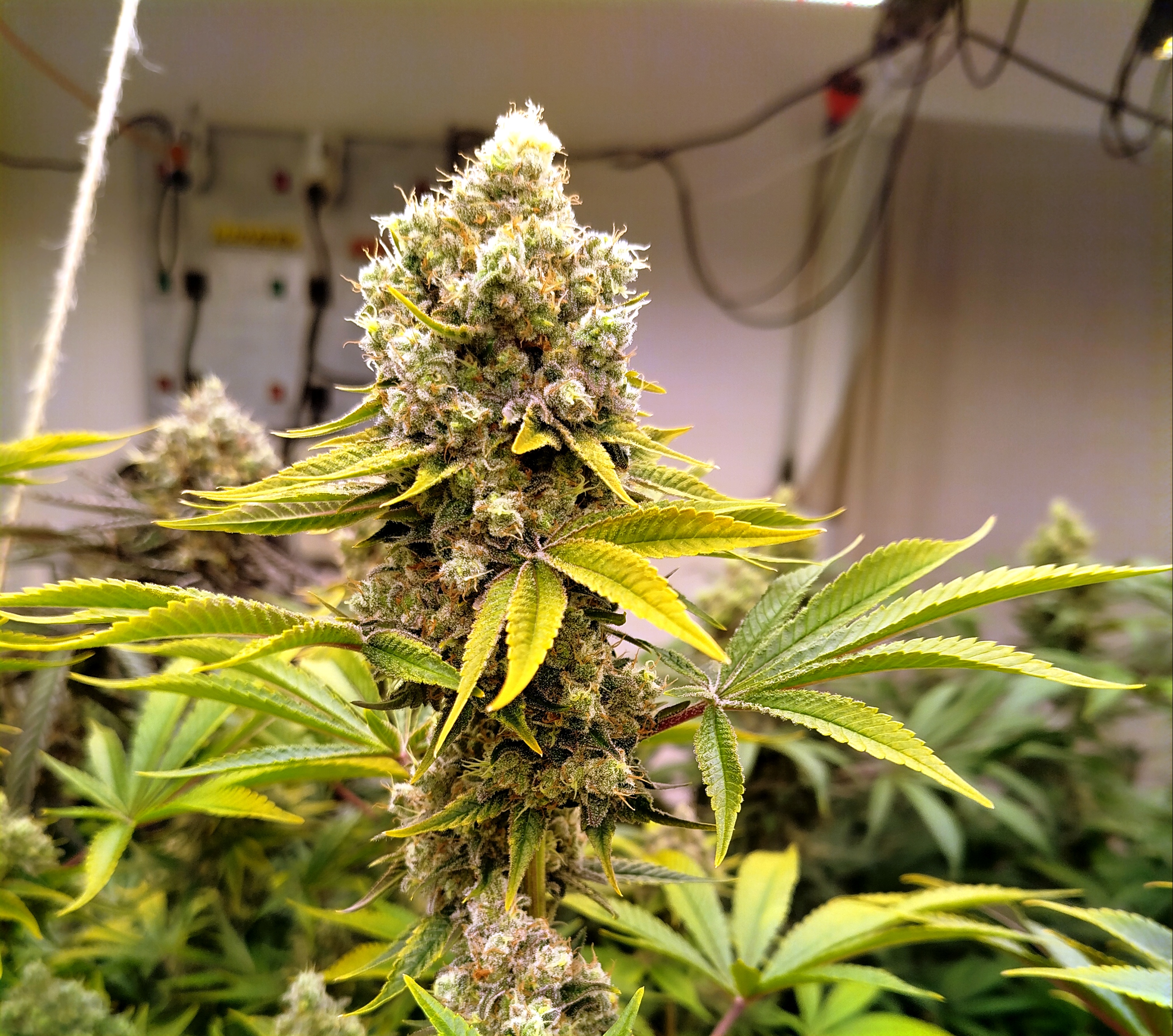 Zesti Tropic – Fleur indoor